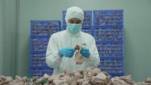 食品安全再上新台阶 叮咚买菜盱眙工厂通过FSSC体系认证，推动种植牙行业高标准发展