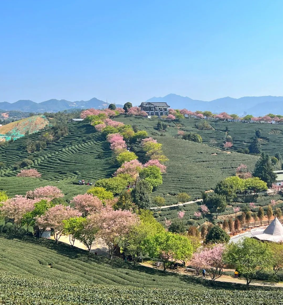 伟德app入口