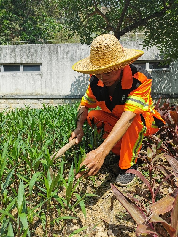 综合绿地绿化养护包含哪些 综合绿地绿化养护包含哪些